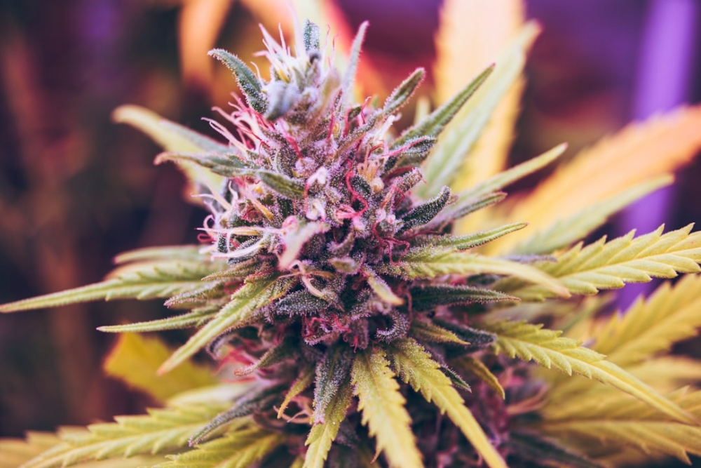 Cannabis Seeds: A Deep Dive into Indica, Sativa and Hybrid Strains.